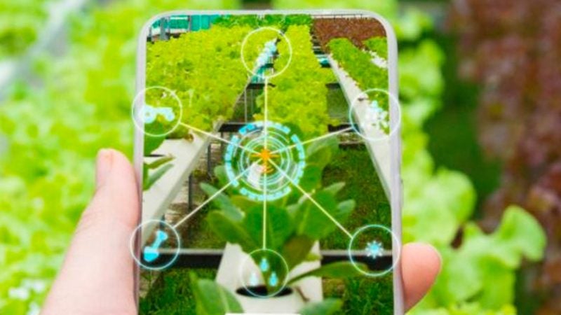 Do plantio até a sua casa: a rastreabilidade por trás da segurança dos alimentos